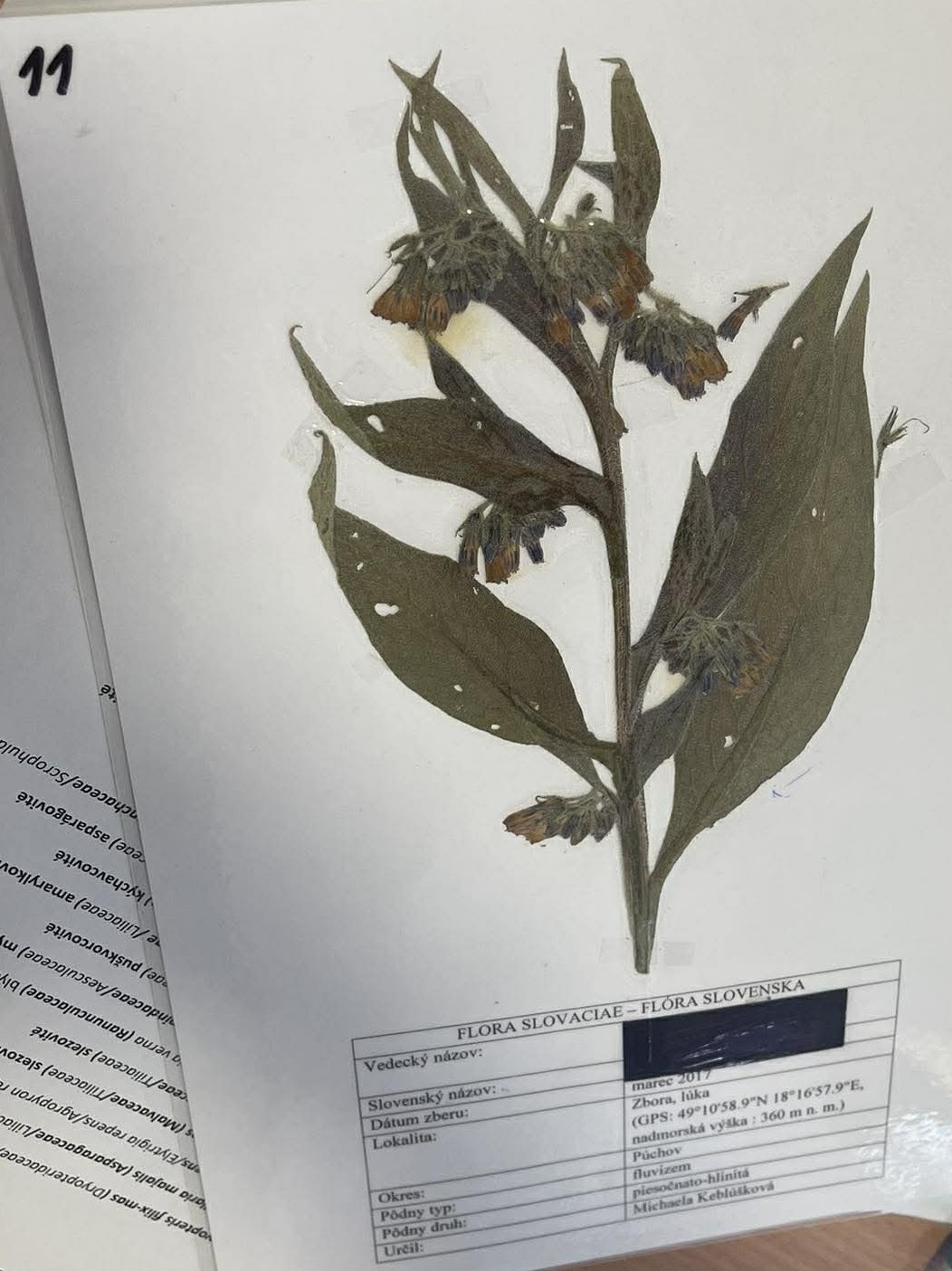 Rastlina Symphytum officinale